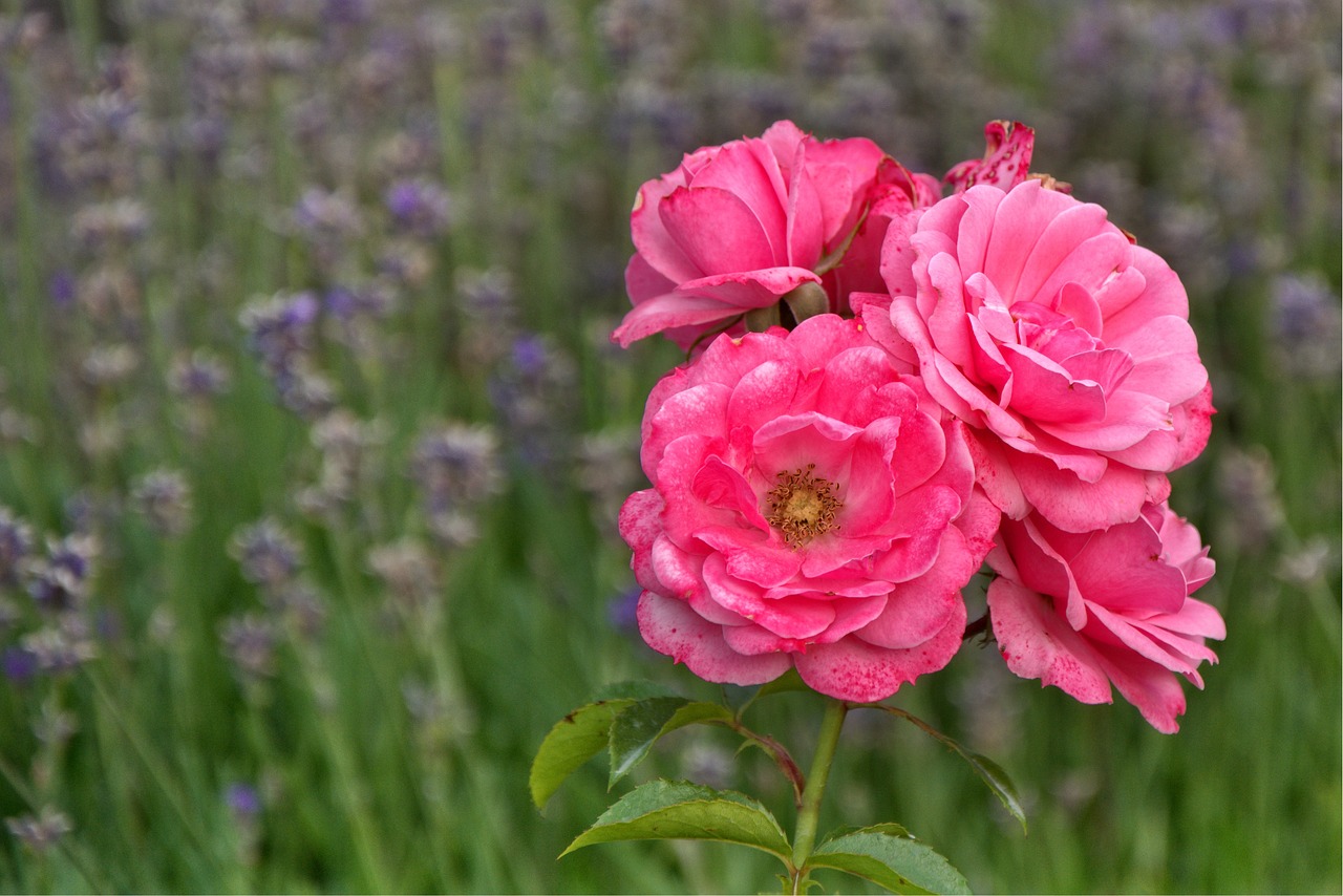 rose blossom bloom free photo