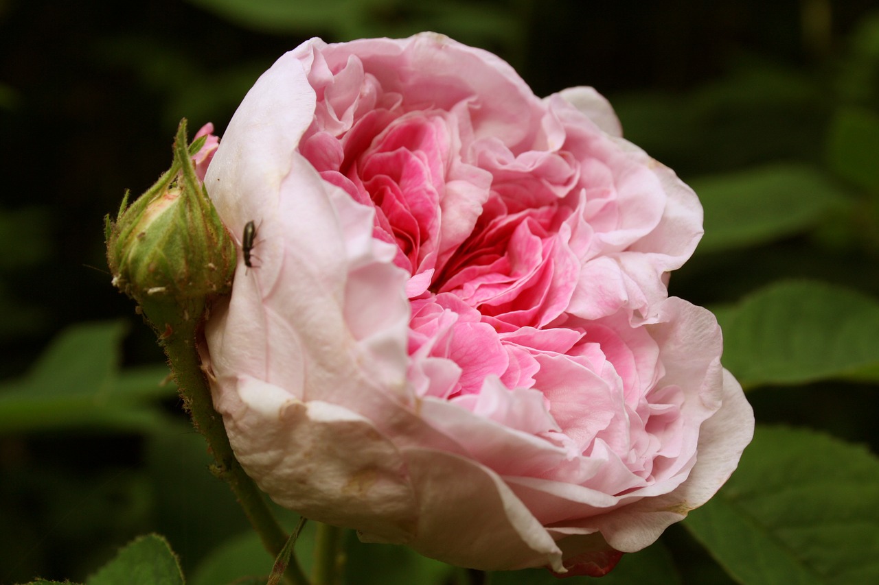 rose pink flower free photo