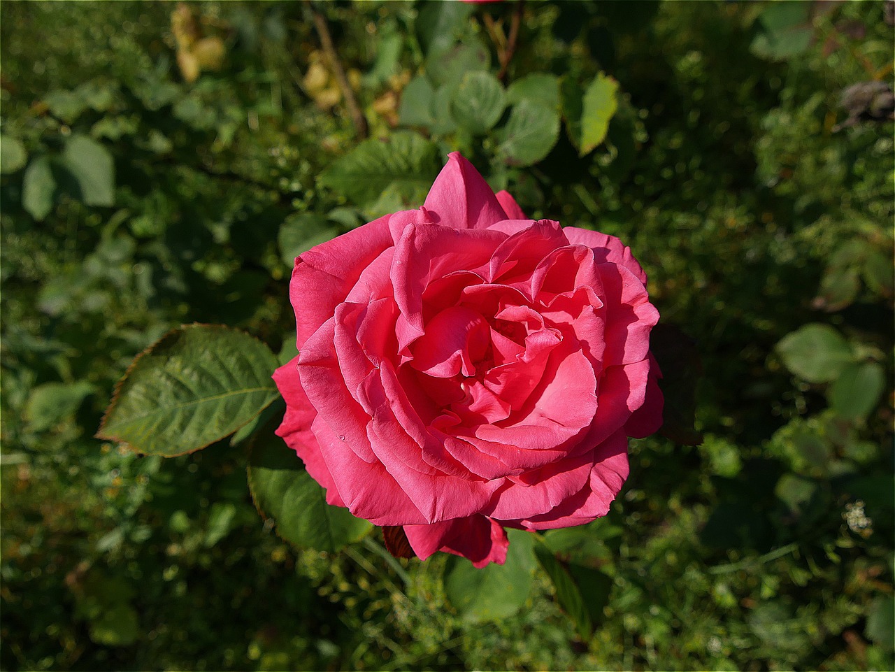 rose flower pink rose free photo