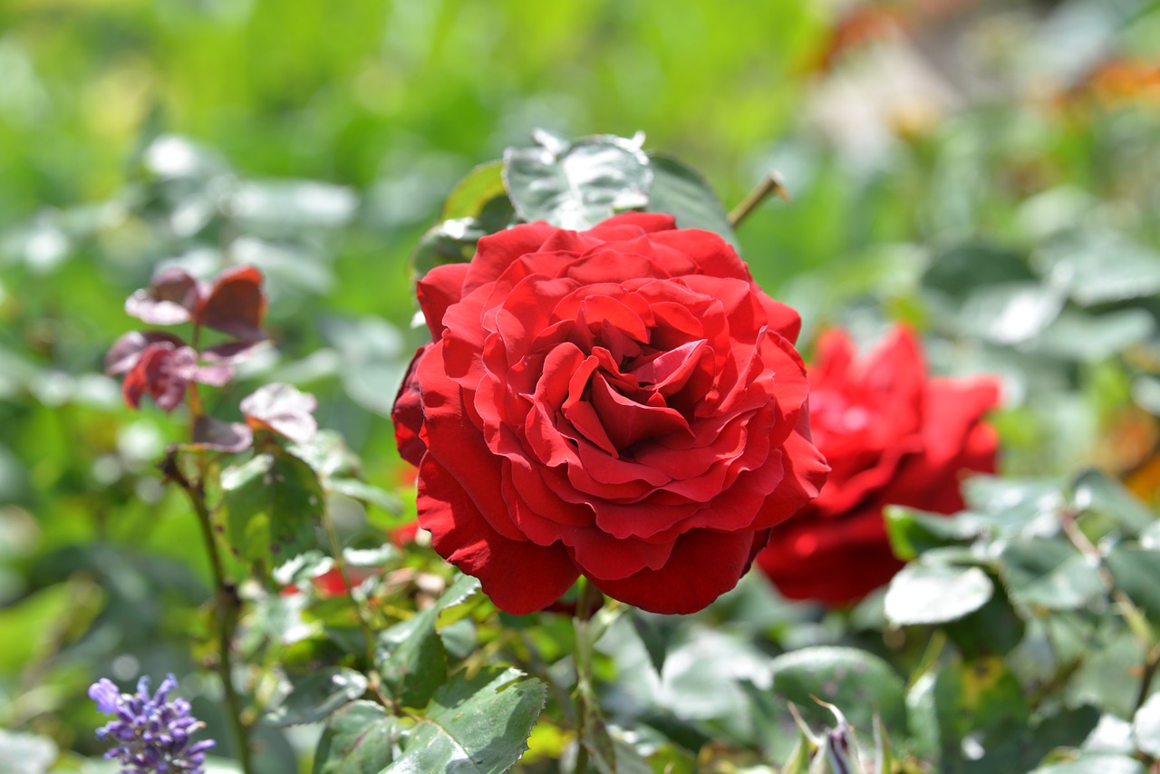 rose red garden free photo