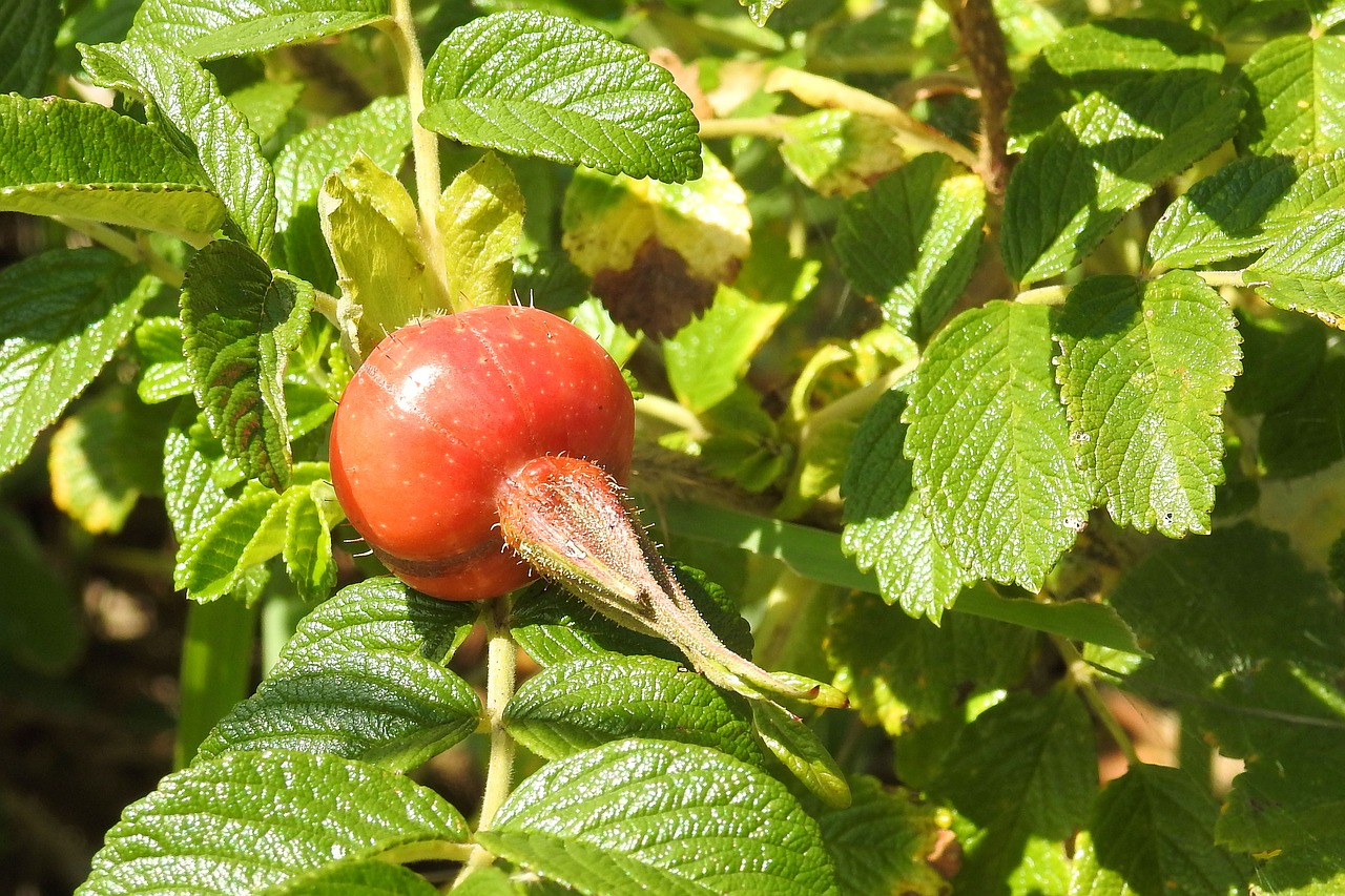 rose potato rose fruit free photo