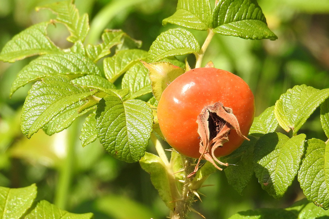 rose potato rose fruit free photo