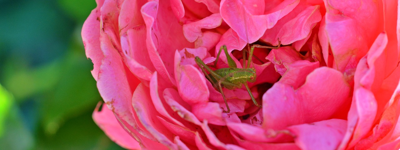 rose grasshopper close free photo