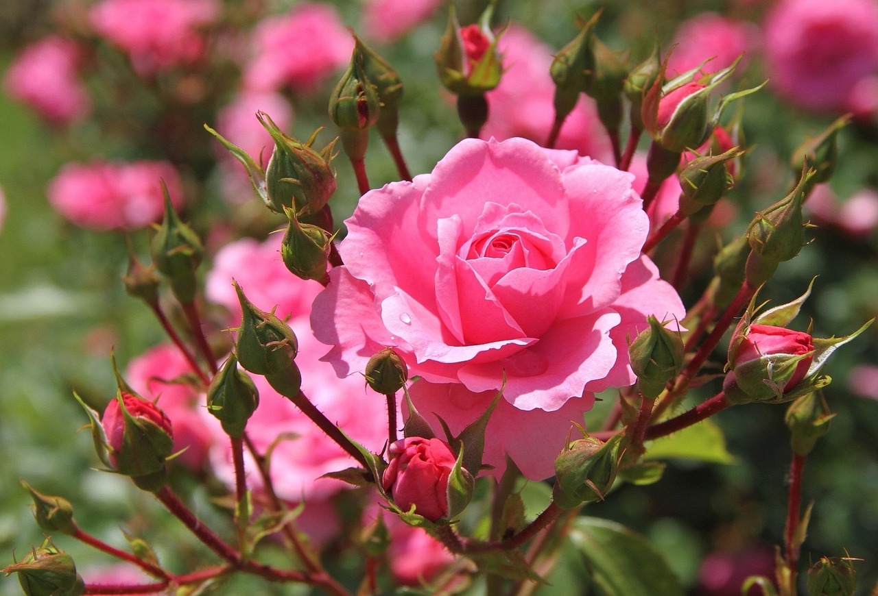 rose pink flower free photo