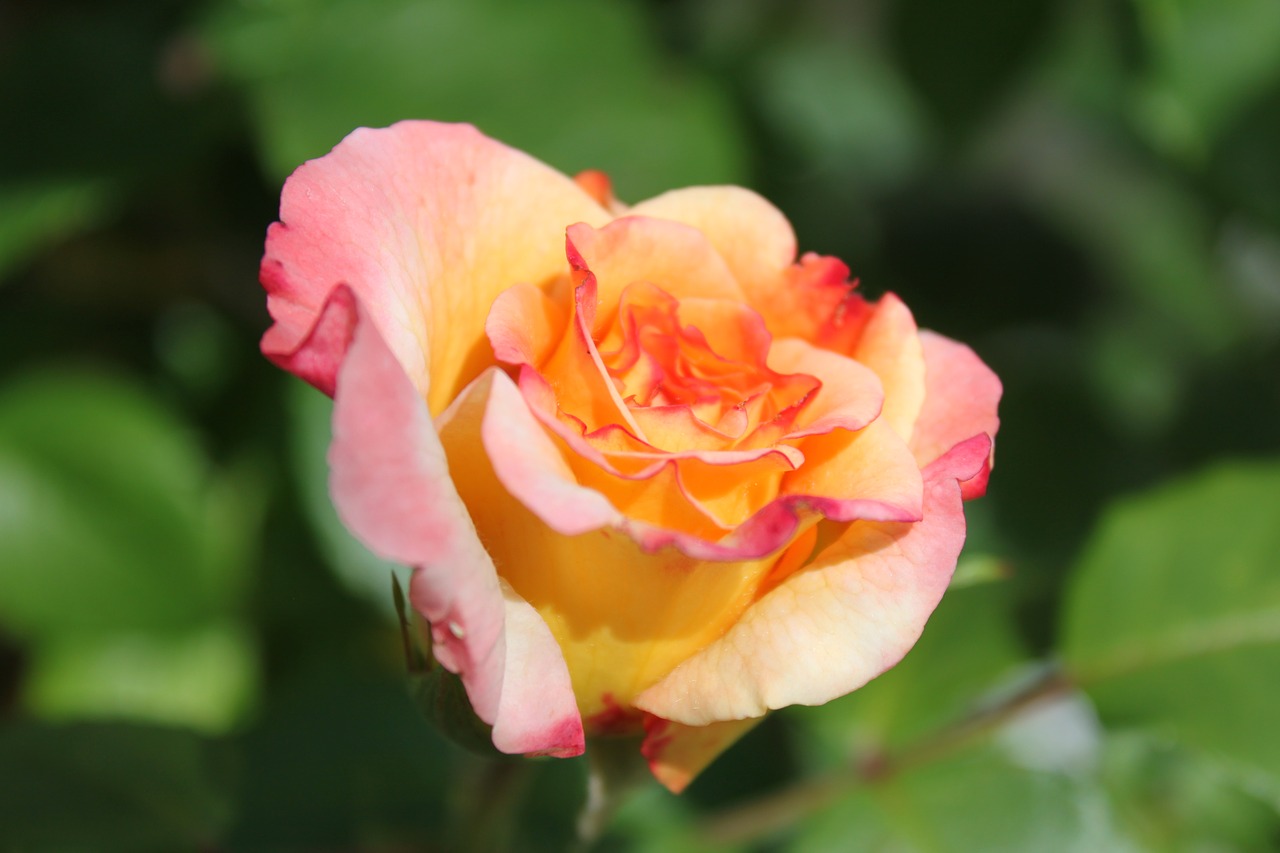 rose garden flower free photo