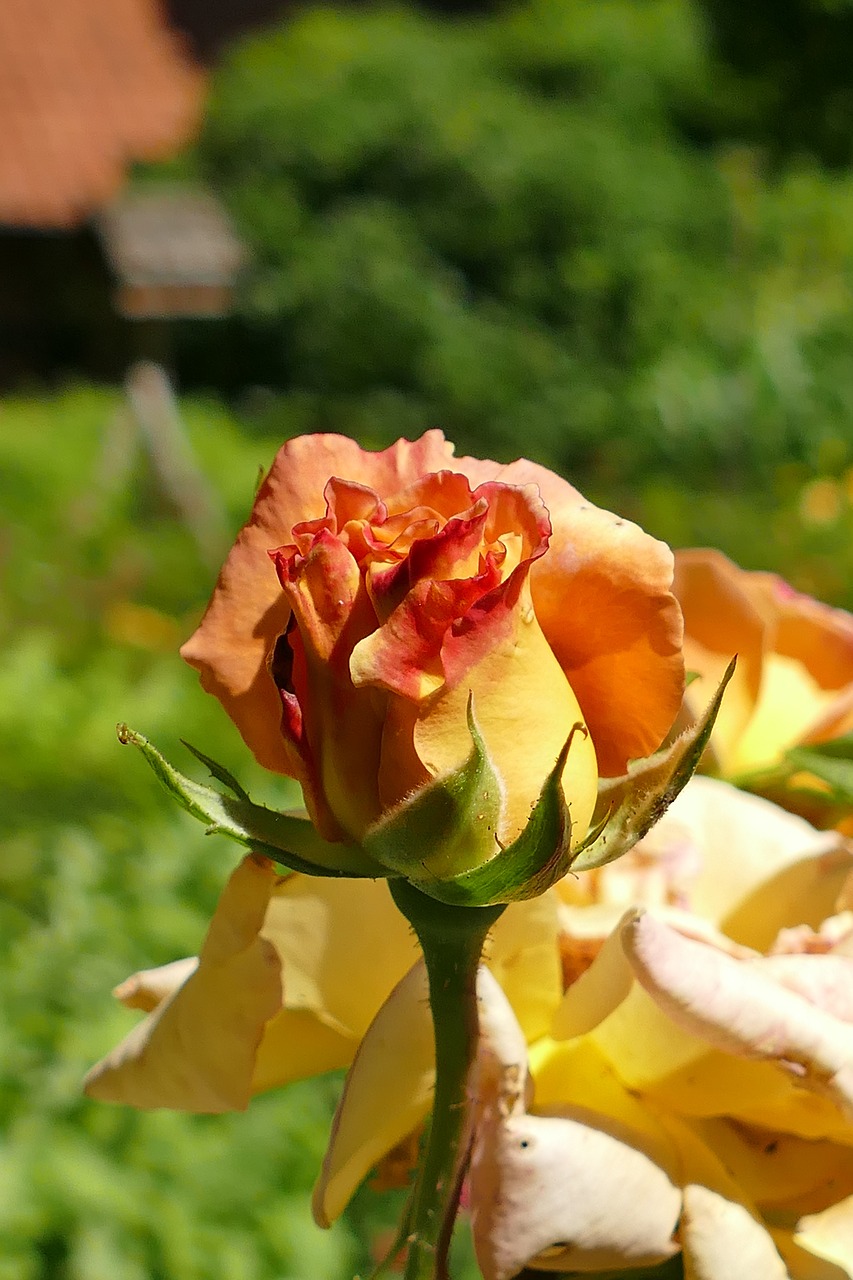 rose macro blossom free photo