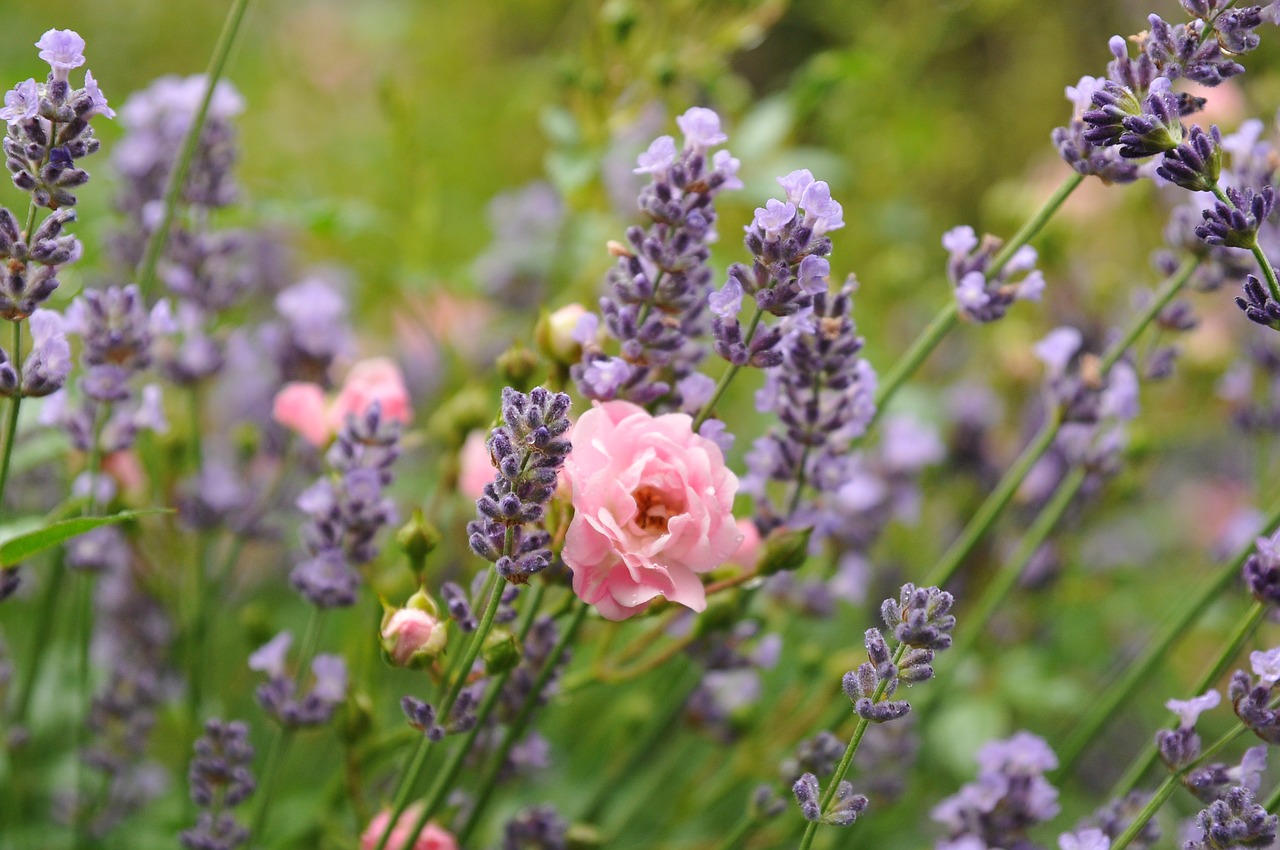 rose lavender green free photo