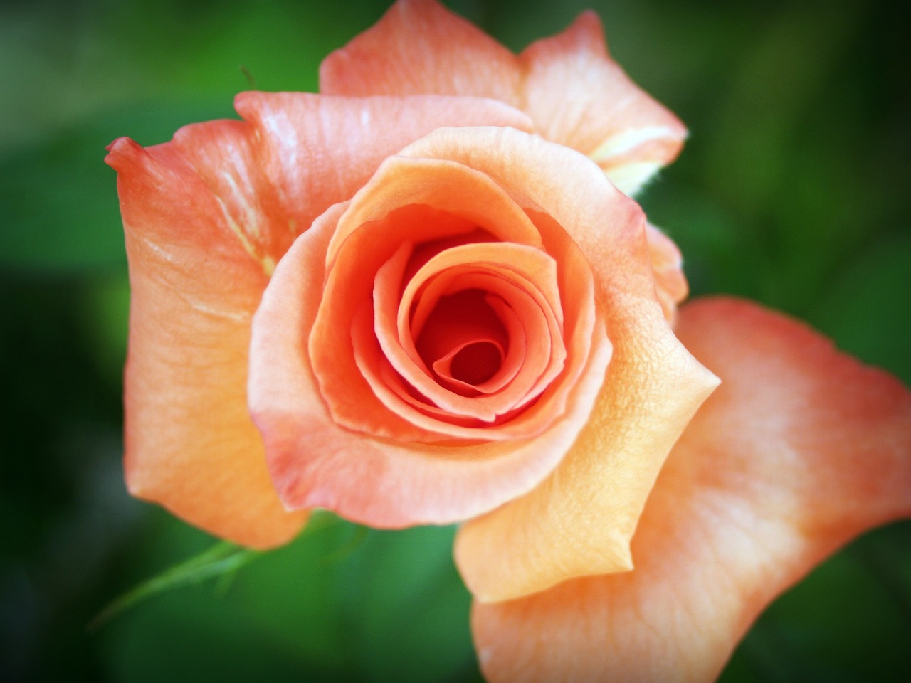 rose flower isolated free photo
