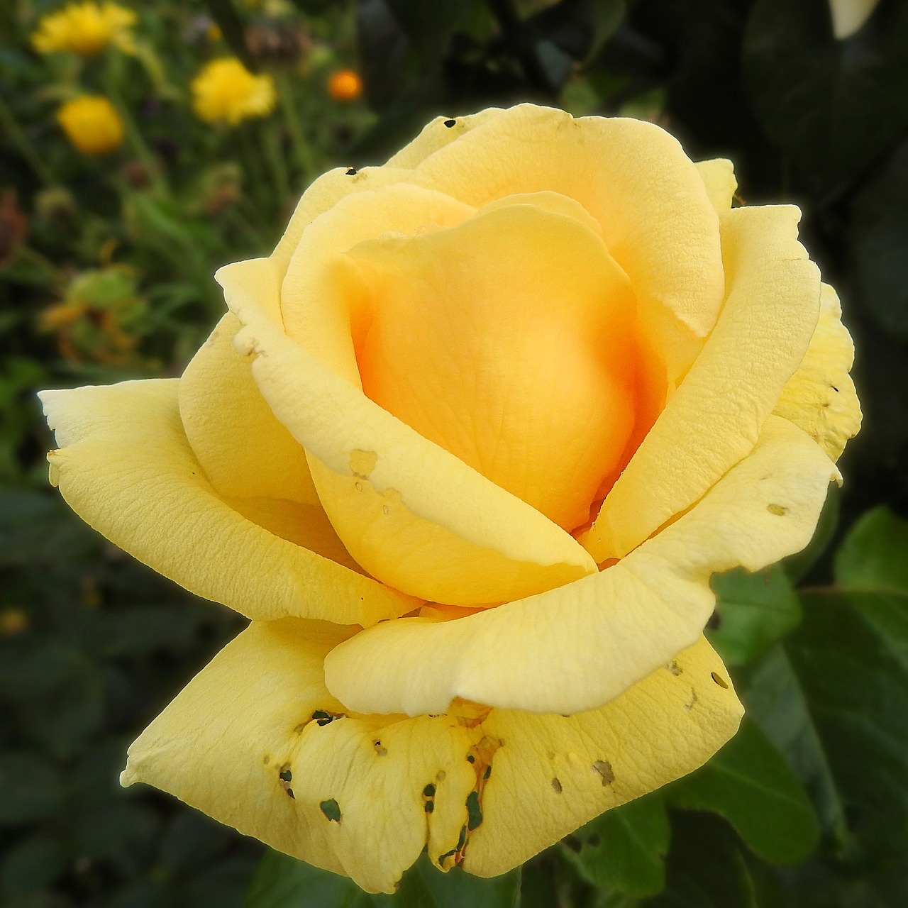 rose yellow blossom free photo