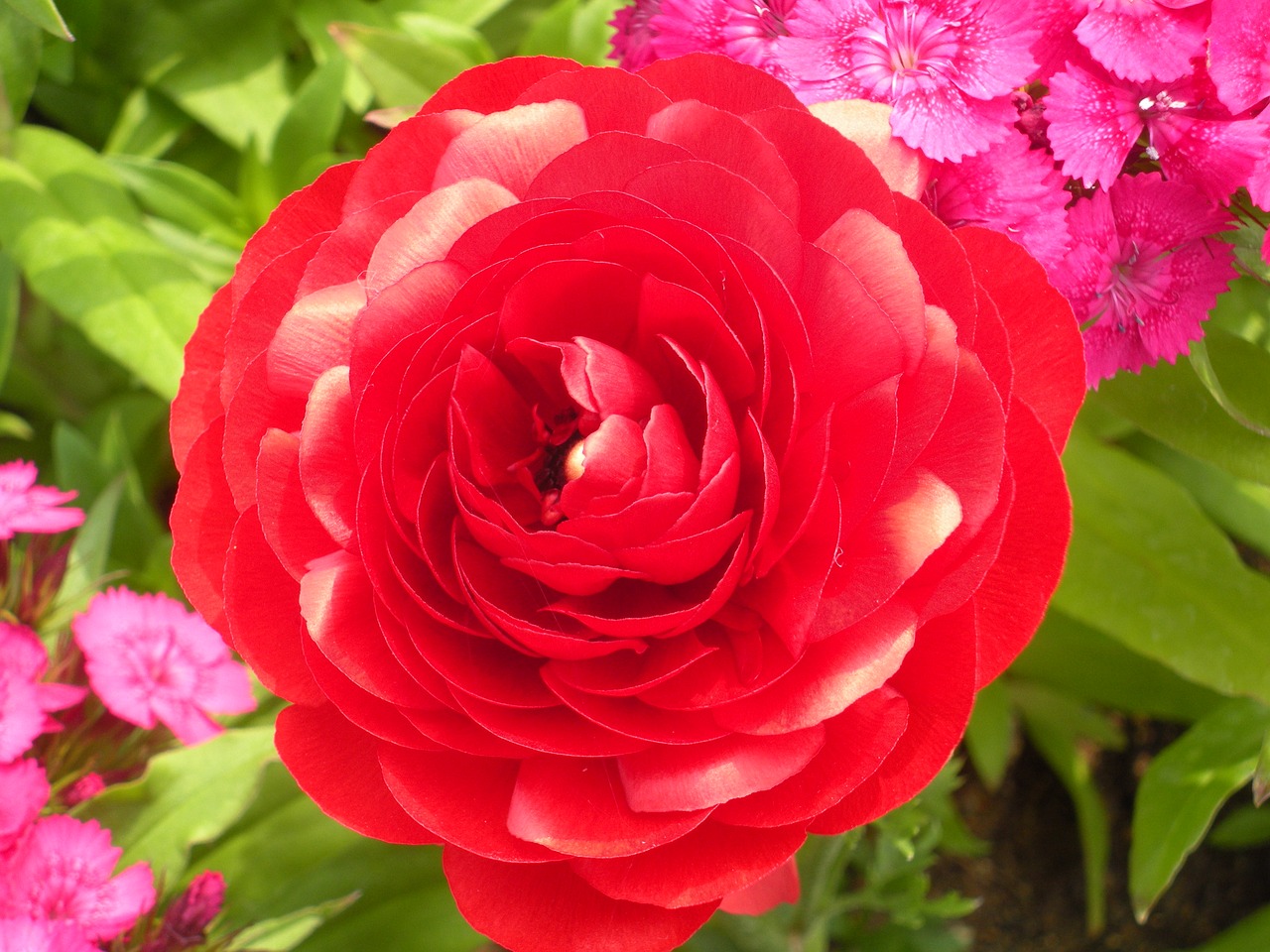 rose a red red rose passion flower free photo