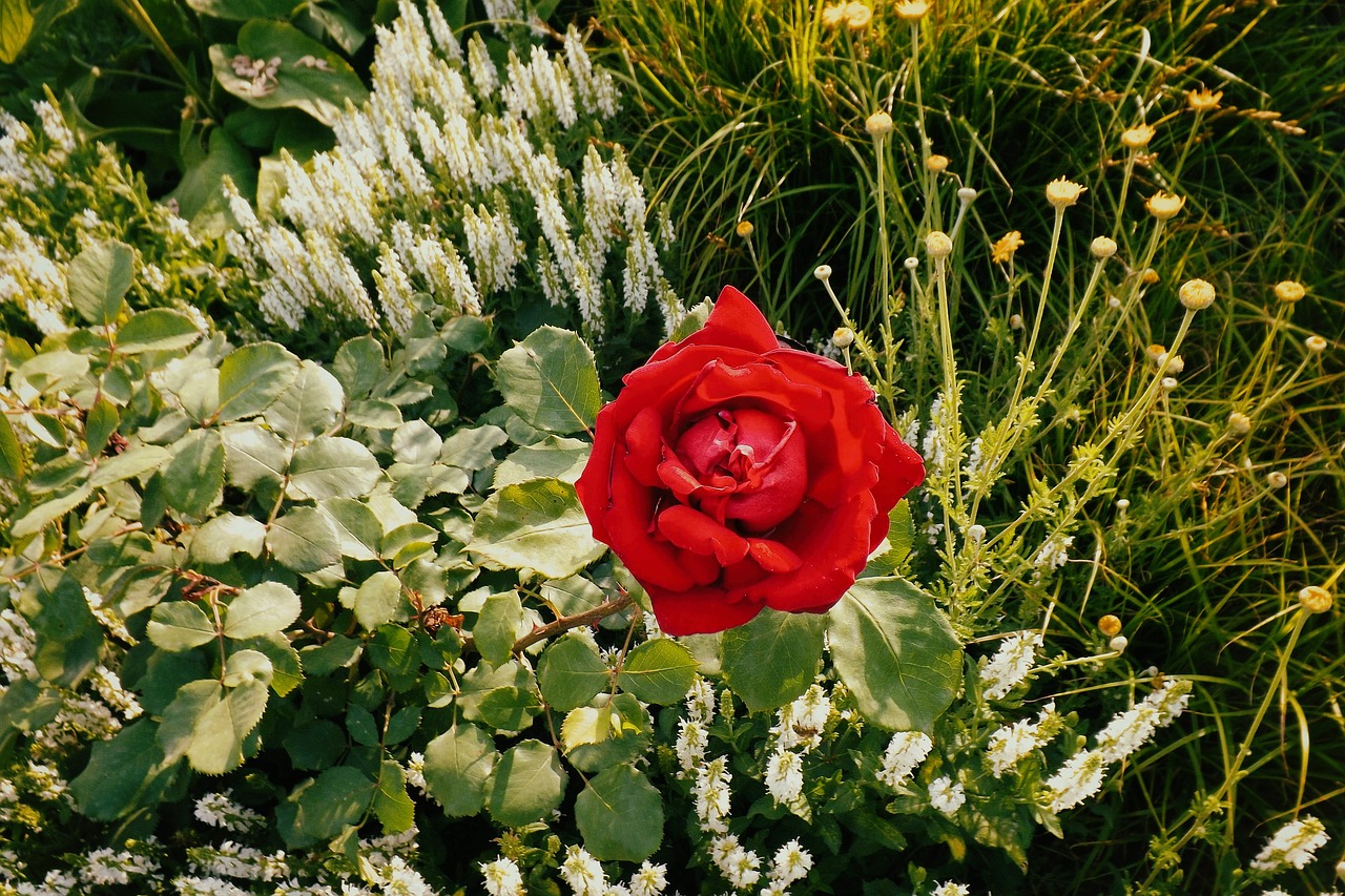 rose red flower bed free photo