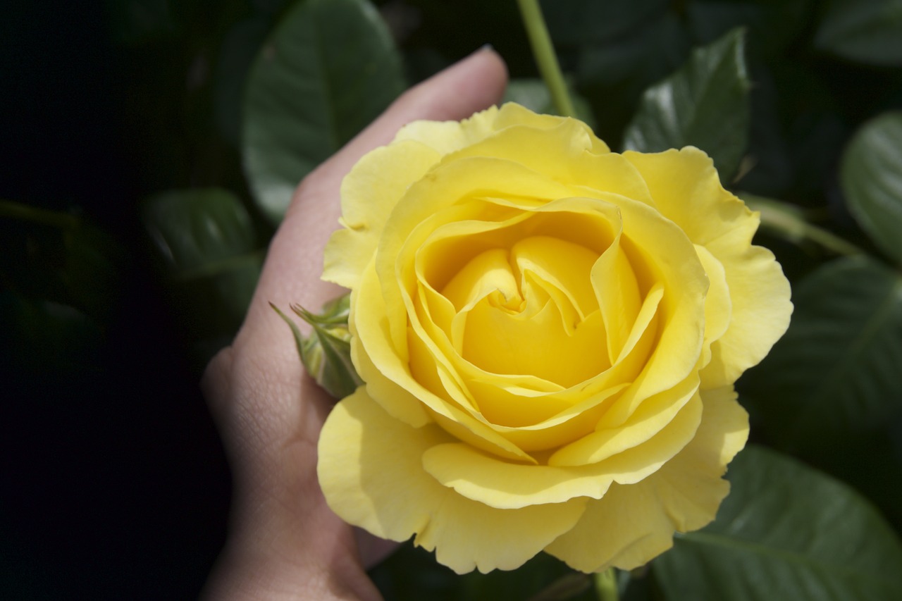 rose yellow garden free photo