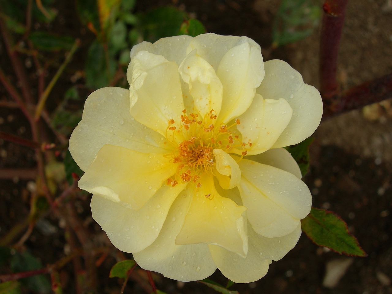 rose yellow bloom free photo