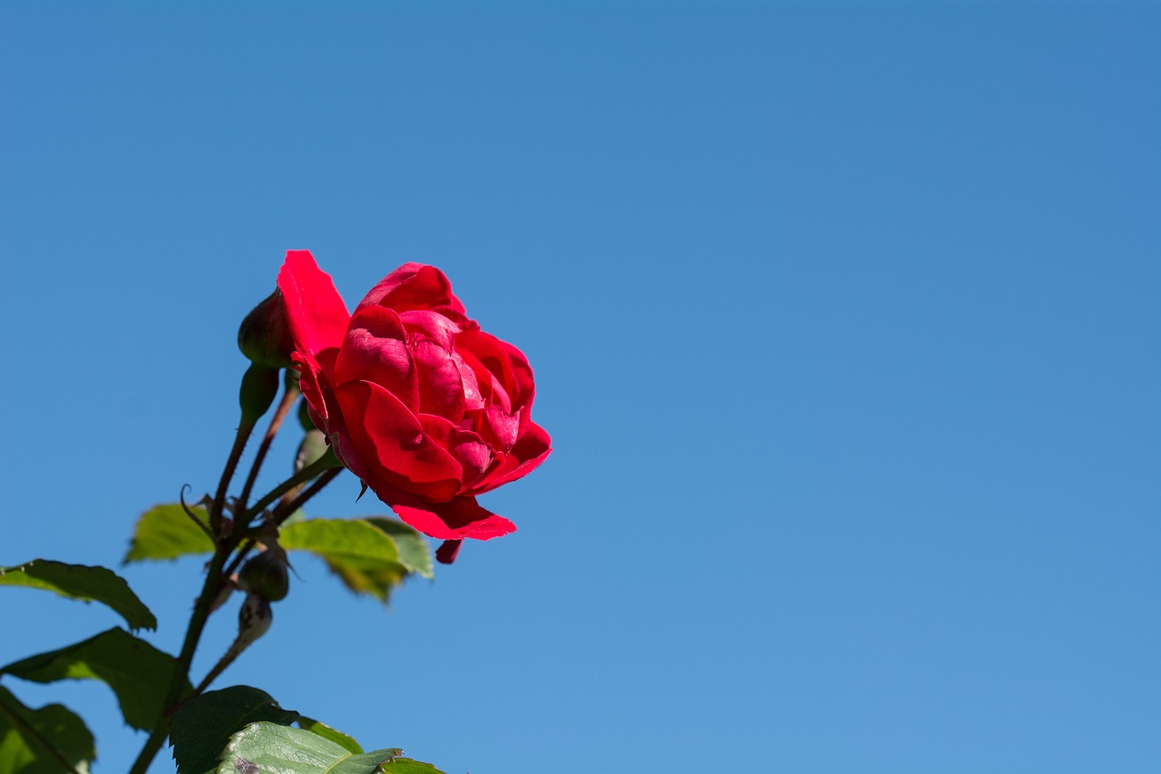 rose flower red free photo