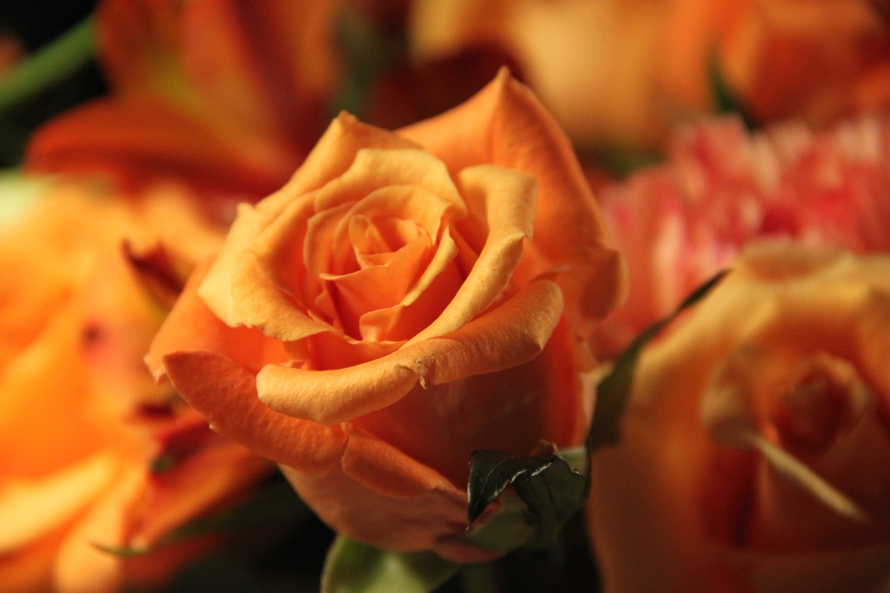 rose orange nature free photo