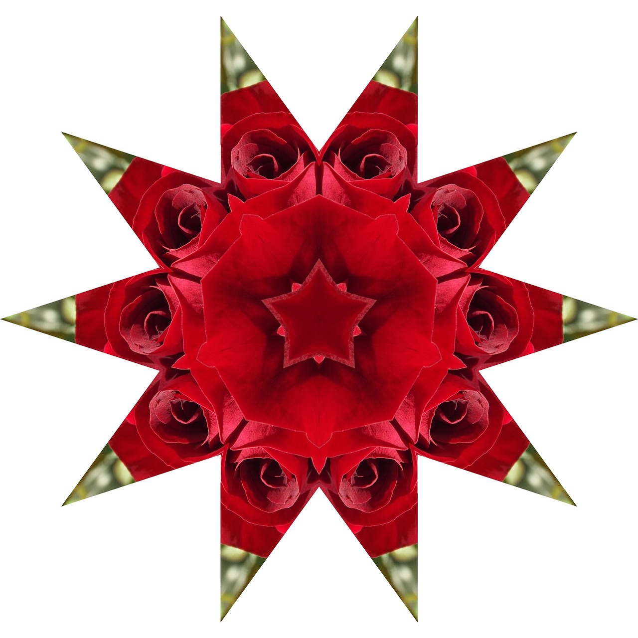 rose star mandala free photo