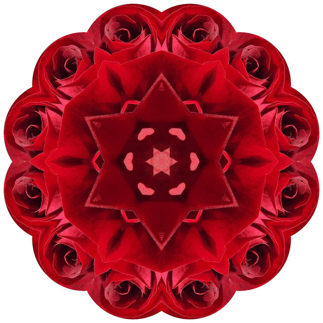 rose mandala red free photo