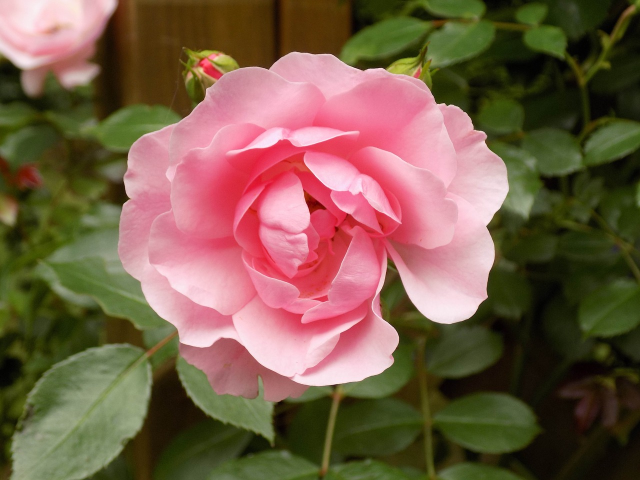 rose pink blossom free photo