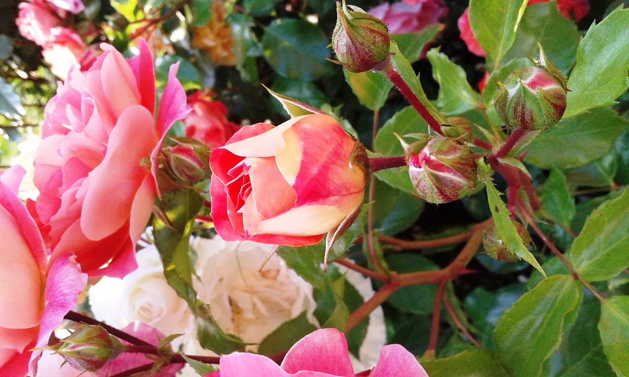 rose colorful bud free photo