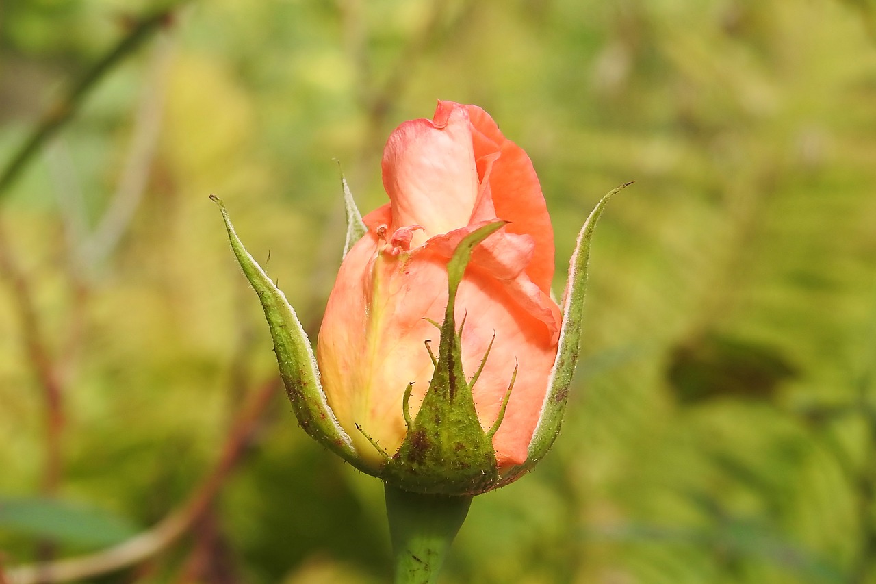 rose rose bloom pink free photo