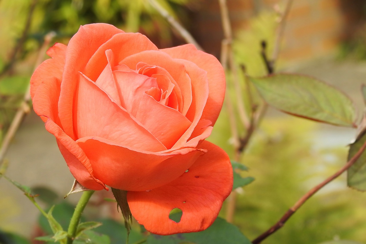 rose rose bloom pink free photo