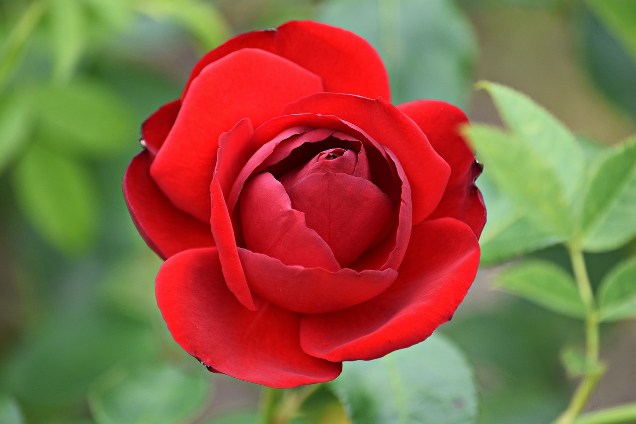 rose red flower free photo