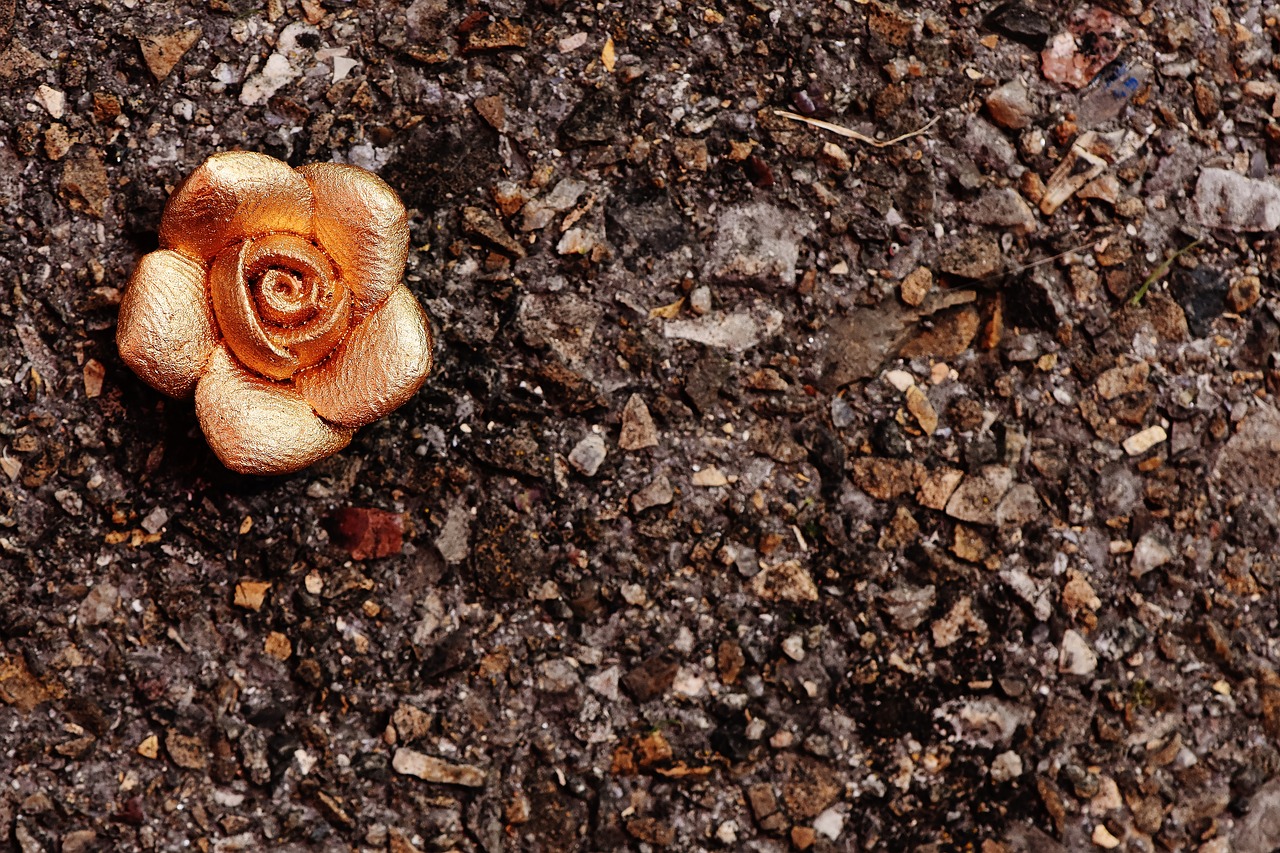 rose gold blossom free photo