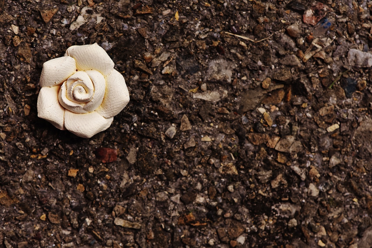 rose white blossom free photo