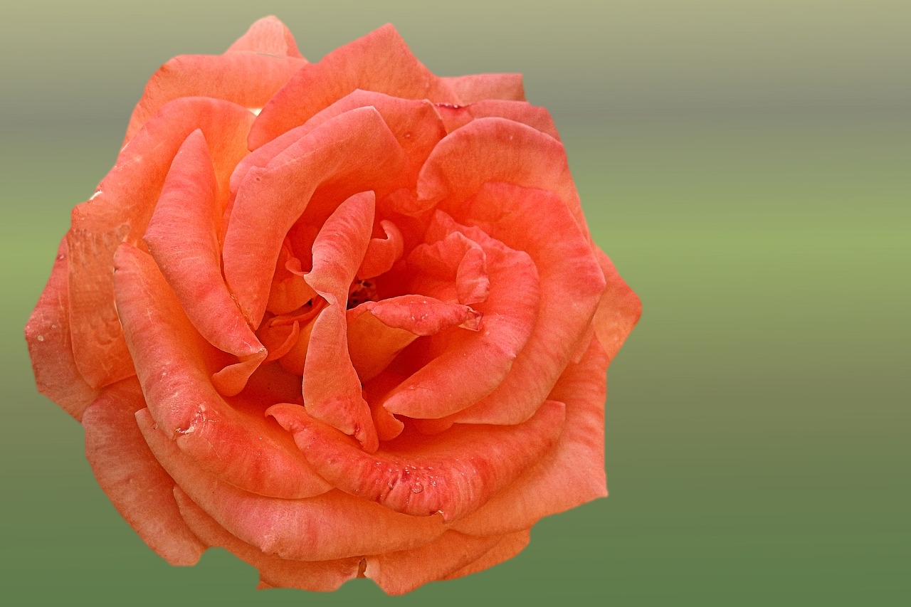 rose orange salmon free photo