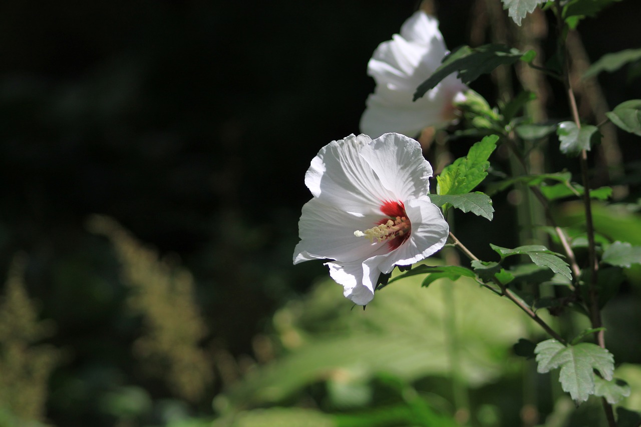 rose sharon rose of sharon free photo