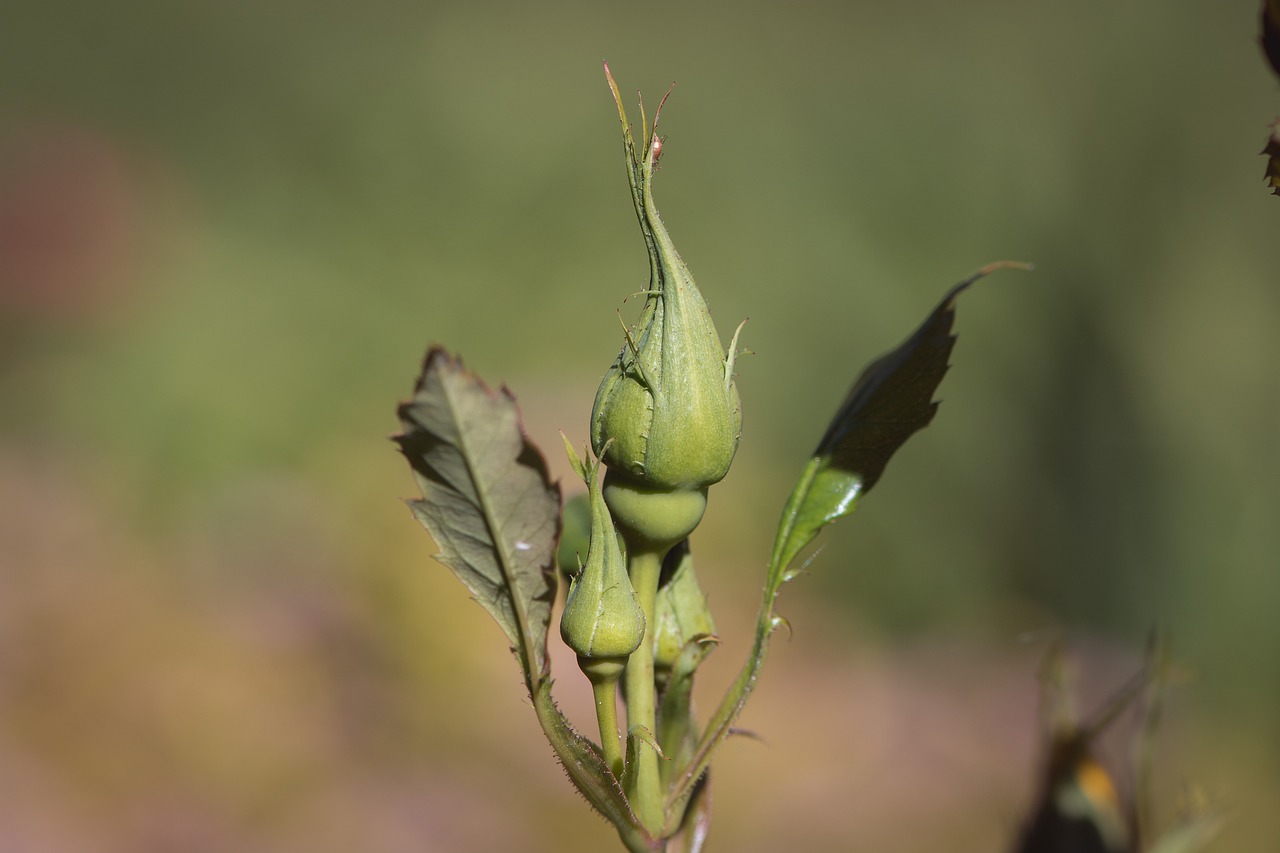 rose bud flower free photo