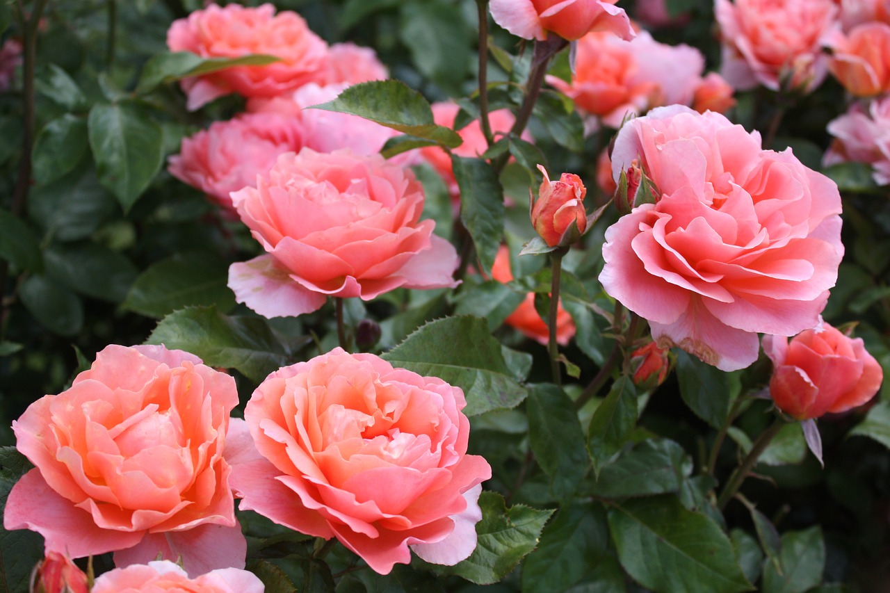 rose pink garden free photo