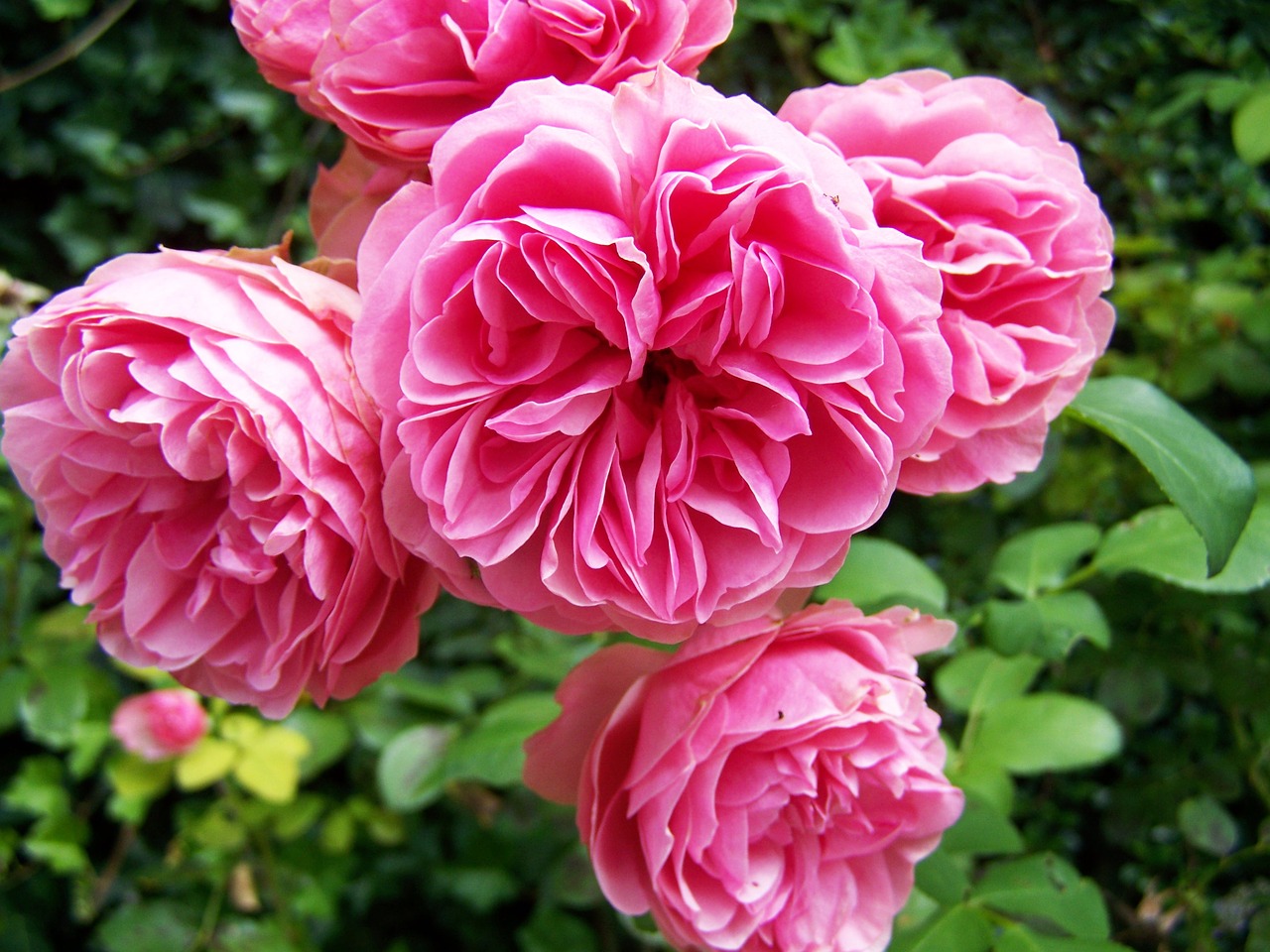 rose pink flowering inflorescence free photo