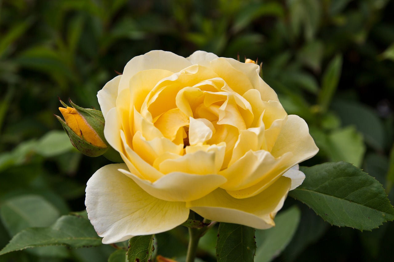 rose flower yellow free photo