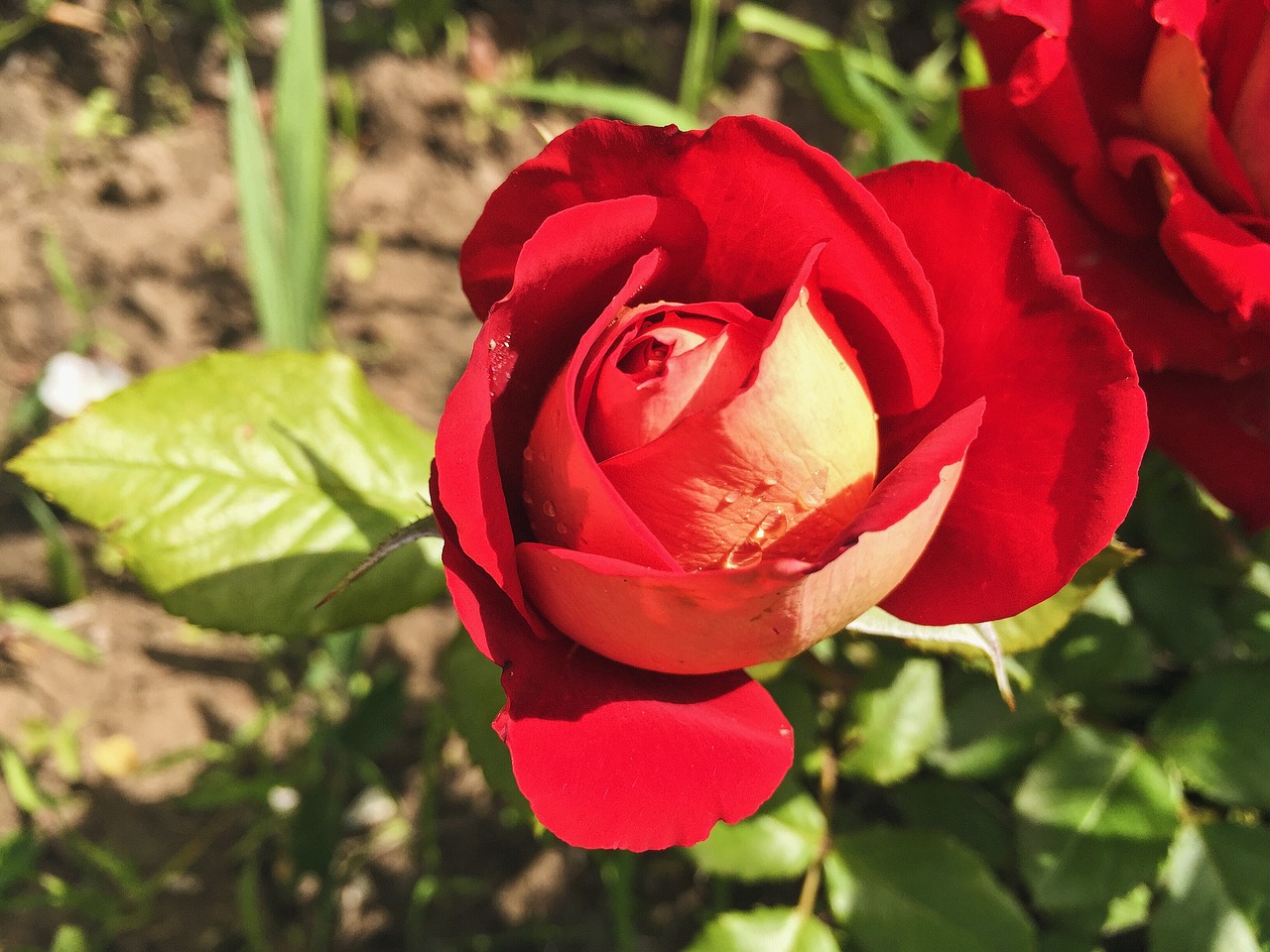 rose flowers flower free photo