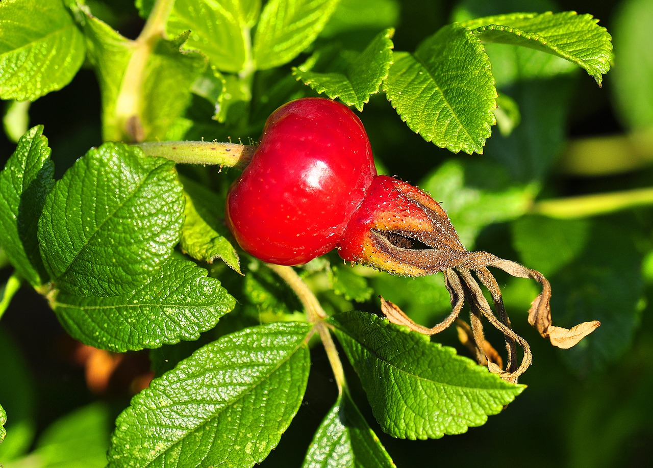 rose fruit rose dining free photo