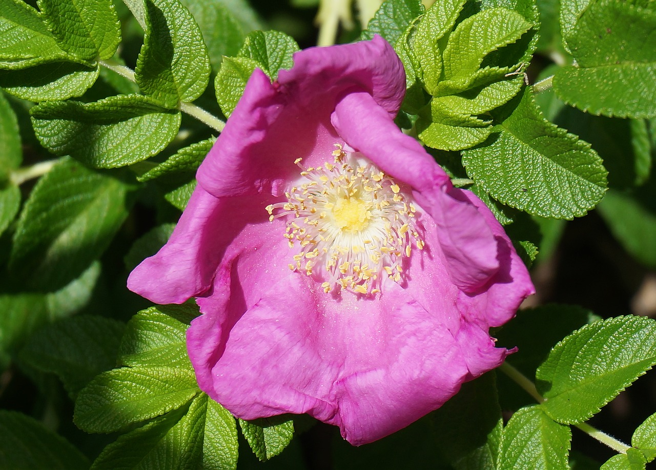 rose rugosa rose flower free photo