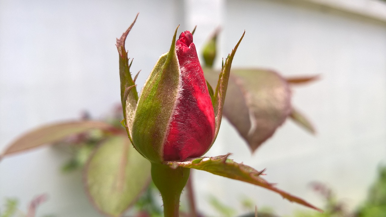 rose nature morning free photo