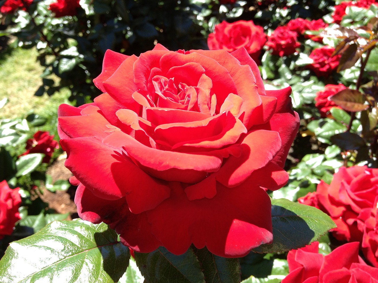 rose flower red free photo