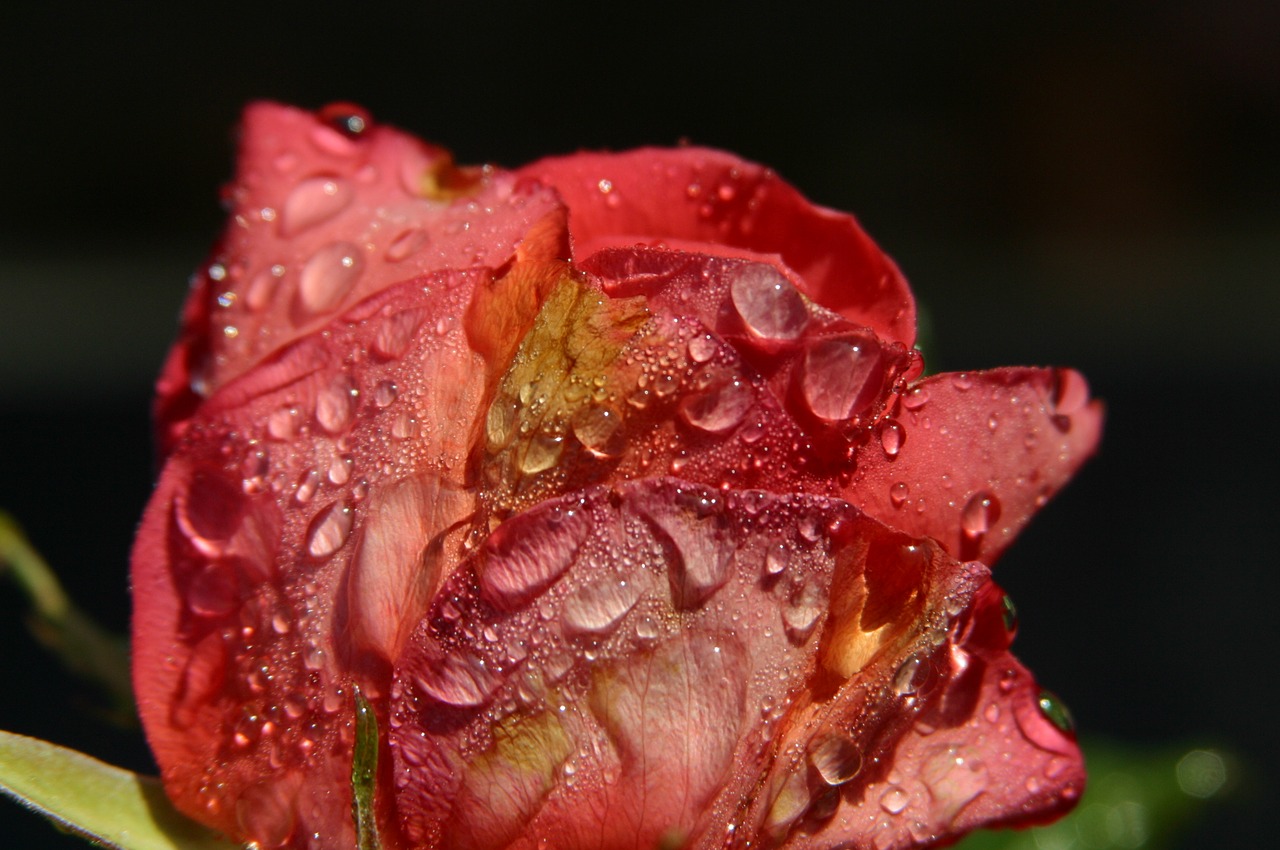 rose dewdrops sunlight free photo