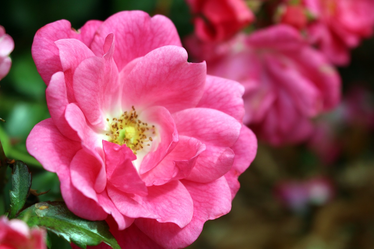 rose pink blossom free photo