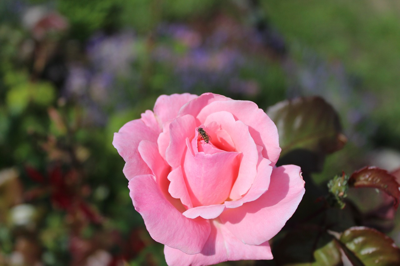 rose flower pink free photo