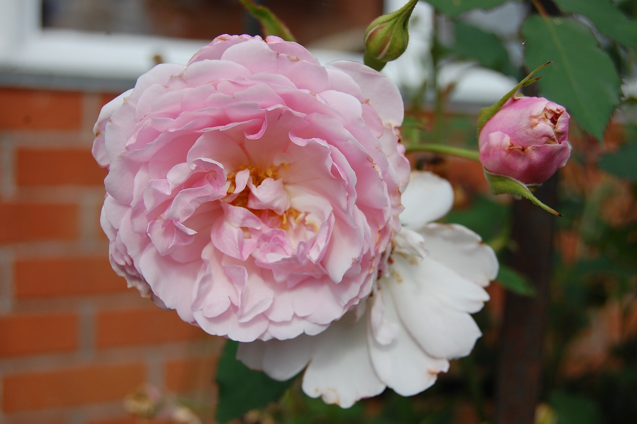 rose flower pink free photo