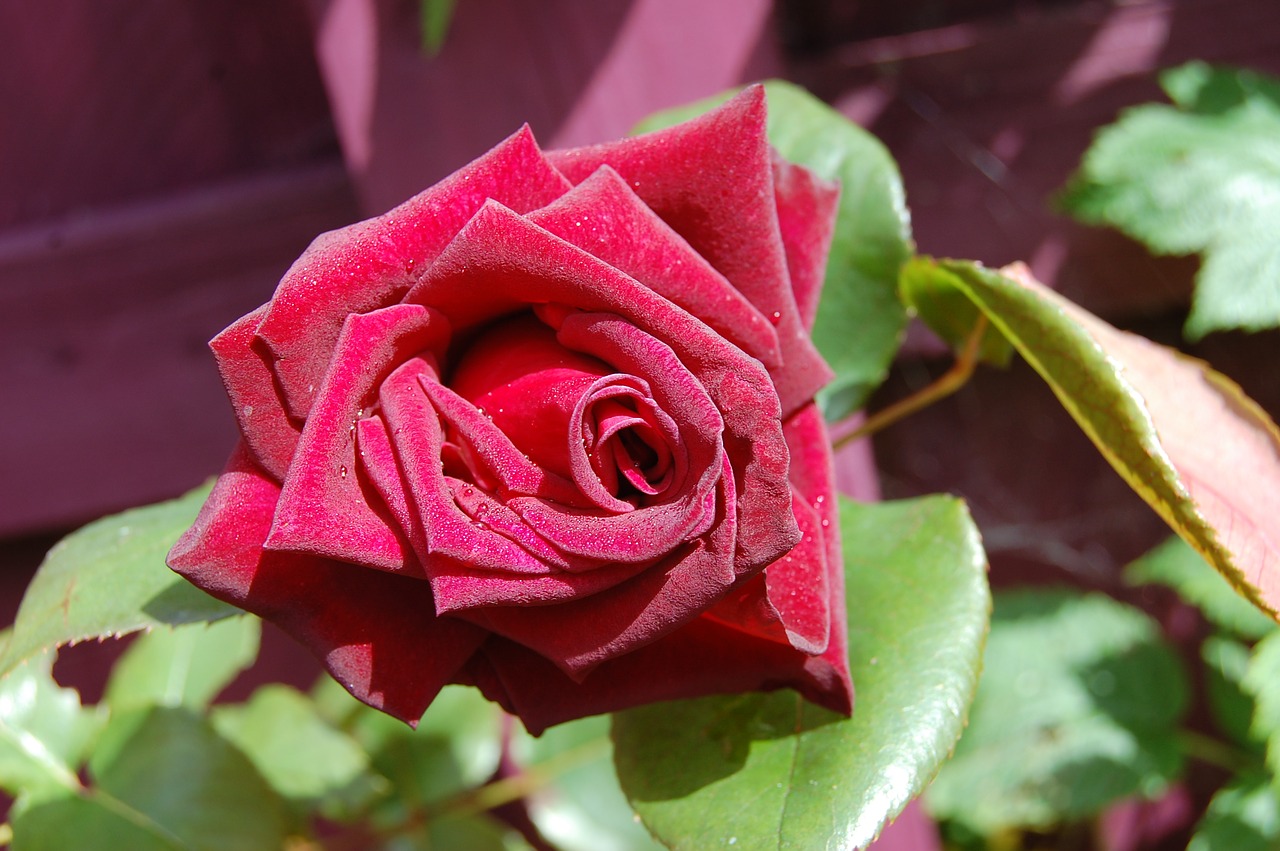 rose red flower free photo