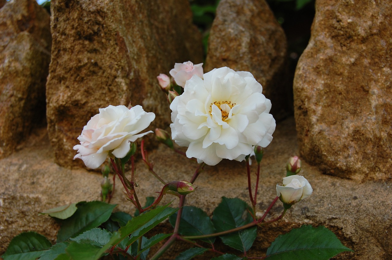 rose white rose prosperity free photo