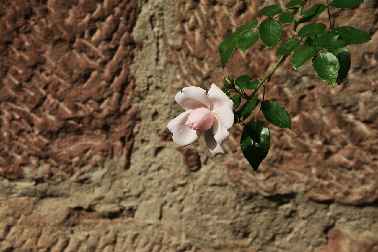 rose pink wall free photo