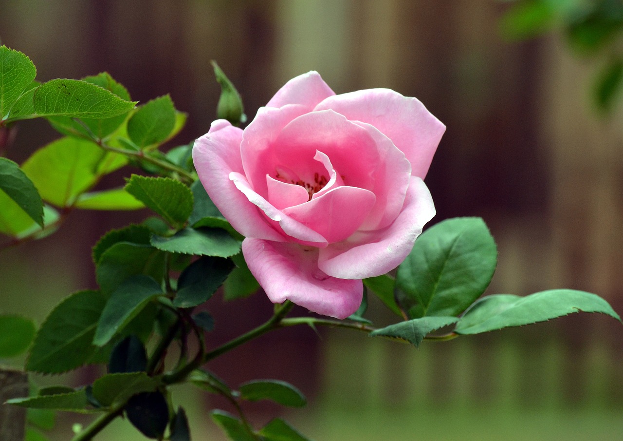 pink rose bud fragrance free photo