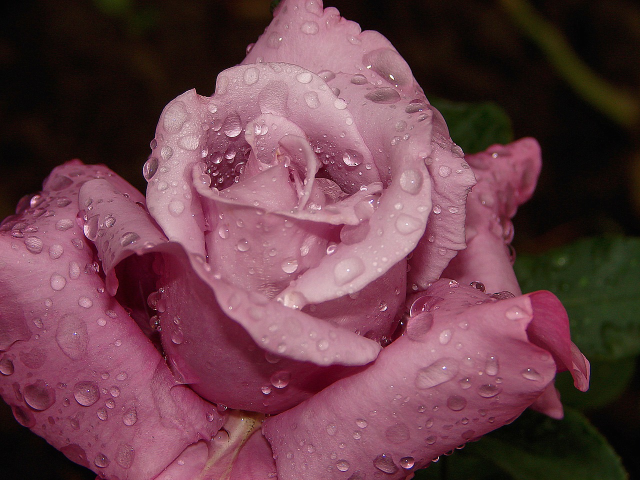 rose flower dew free photo