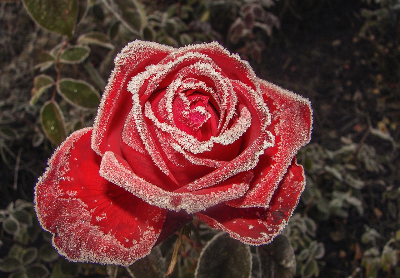 rose red flower free photo