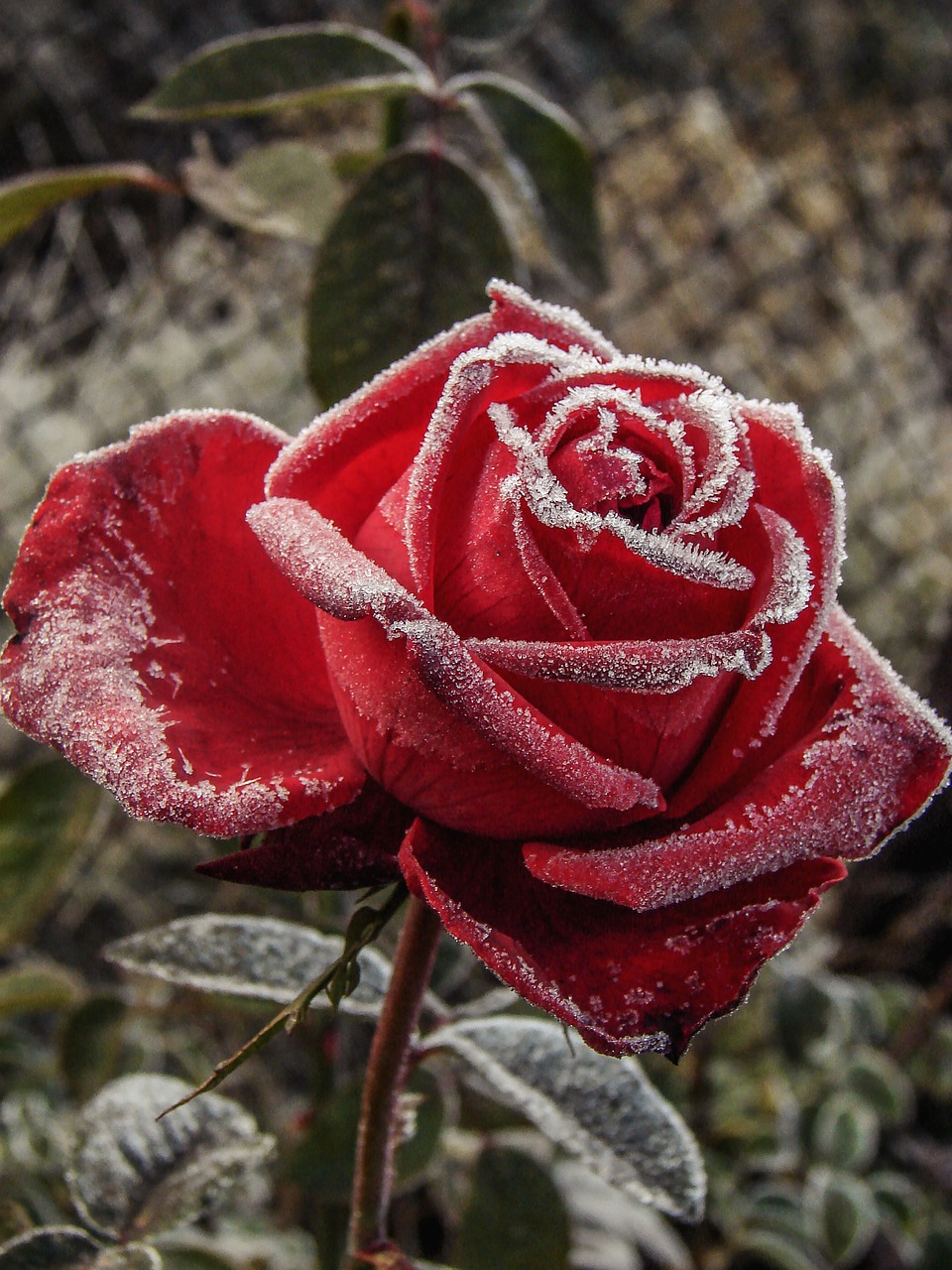 rose red flower free photo